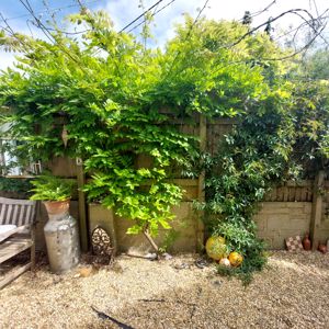 Wisteria- click for photo gallery